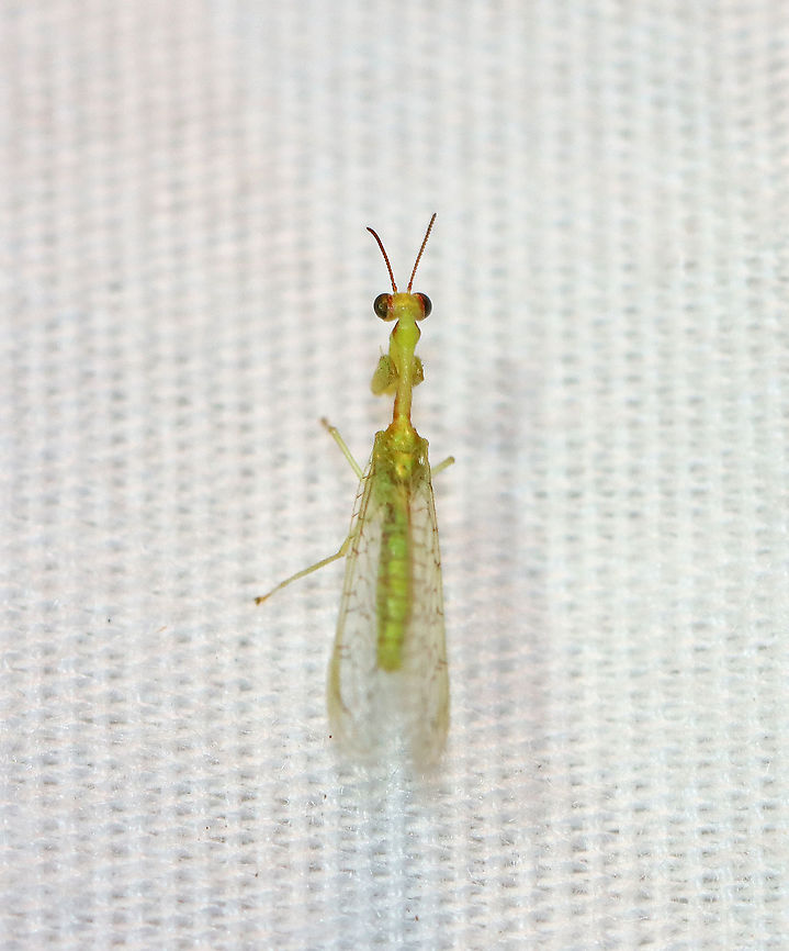 Green Mantidfly - Zeugomantispa minuta My first mantidfly! I LOVE their eyes!<br />
<br />
Habitat: Attracted to a light in a semi-rural area<br />
<figure class="photo"><a href="https://www.jungledragon.com/image/98966/green_mantidfly_-_zeugomantispa_minuta.html" title="Green Mantidfly - Zeugomantispa minuta"><img src="https://s3.amazonaws.com/media.jungledragon.com/images/3232/98966_thumb.jpg?AWSAccessKeyId=05GMT0V3GWVNE7GGM1R2&Expires=1759968010&Signature=6WHq20vAFlkVH6YOicKmx1yPs0E%3D" width="200" height="148" alt="Green Mantidfly - Zeugomantispa minuta My first mantidfly! I LOVE their eyes!<br />
<br />
Habitat: Attracted to a light in a semi-rural area<br />
https://www.jungledragon.com/image/98967/green_mantidfly_-_zeugomantispa_minuta.html Geotagged,Green Mantidfly,Summer,United States,Zeugomantispa,Zeugomantispa minuta,mantidfly" /></a></figure> Geotagged,Green Mantidfly,Summer,United States,Zeugomantispa minuta
