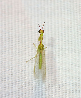 Green Mantidfly - Zeugomantispa minuta My first mantidfly! I LOVE their eyes!

Habitat: Attracted to a light in a semi-rural area
https://www.jungledragon.com/image/98966/green_mantidfly_-_zeugomantispa_minuta.html Geotagged,Green Mantidfly,Summer,United States,Zeugomantispa minuta
