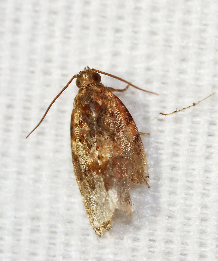 Red-banded Leafroller Moth - Argyrotaenia velutinana TL: ~10 mm. Whitish forewing is mottled gray and reddish brown in basal and subterminal areas.<br />
<br />
Habitat: Attracted to a 395 nm light in a rural area.<br />
<br />
2020(d) Argyrotaenia velutinana,Geotagged,Moth Week 2020,Red-banded leafroller moth,Summer,United States,moth
