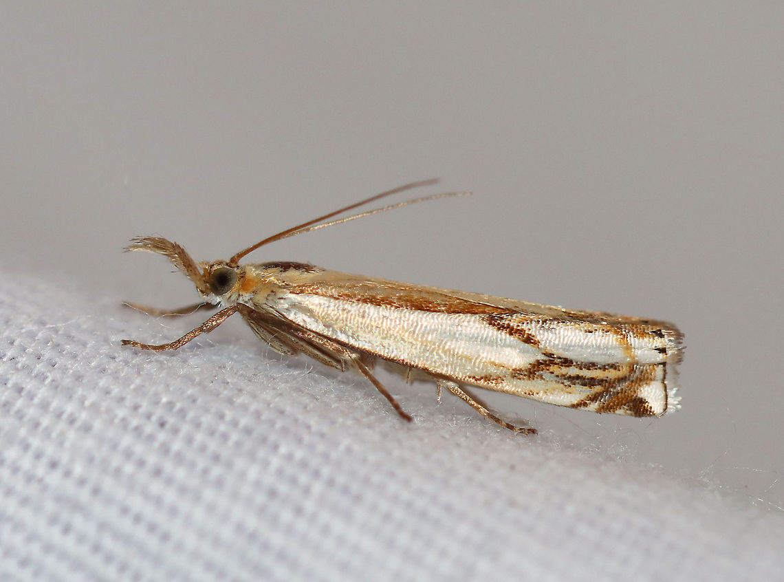 Double-banded Grass-veneer - Crambus agitatellus TL: ~10 mm. Golden brown forewing with a large white patch covering the outer basal half of the wing. White streak is interrupted by an angled, silver subterminal line.<br />
<br />
Habitat: Attracted to a 395 nm LED light in a semi-rural area<br />
<br />
2020(d) Crambus agitatellus,Double-banded grass-veneer moth,Geotagged,Moth Week 2020,Summer,United States,moth