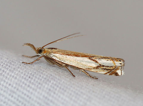 Double-banded Grass-veneer - Crambus agitatellus TL: ~10 mm. Golden brown forewing with a large white patch covering the outer basal half of the wing. White streak is interrupted by an angled, silver subterminal line.

Habitat: Attracted to a 395 nm LED light in a semi-rural area

2020(d) Crambus agitatellus,Double-banded grass-veneer moth,Geotagged,Moth Week 2020,Summer,United States,moth