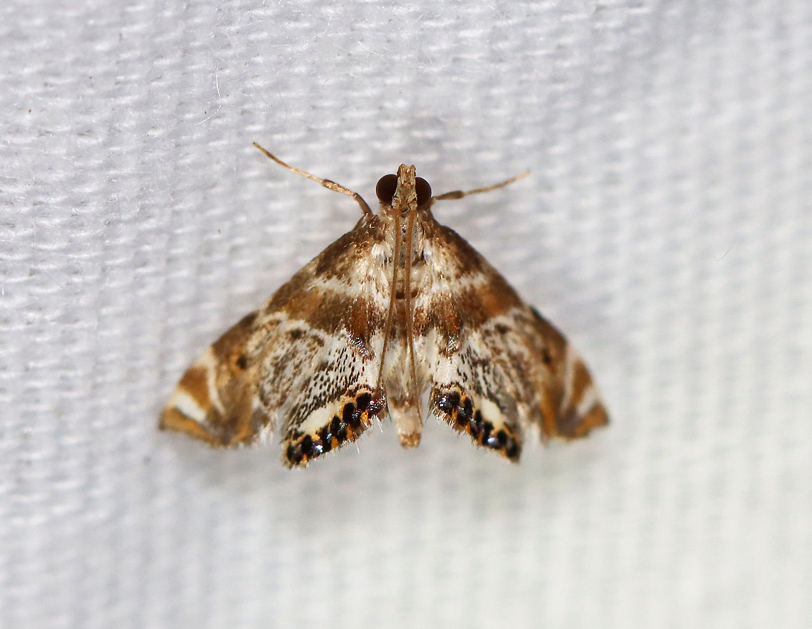 Feather-edged Petrophila Moth - Petrophila fulicalis TL: ~10 mm. Hosts: Diatoms and algae<br />
<br />
Habitat: Attracted to a 395 nm LED light in a semi-rural area.<br />
<br />
2020(d) Crambidae,Feather-edged Petrophila Moth,Geotagged,Moth Week 2020,Petrophila,Petrophila fulicalis,Summer,United States,moth