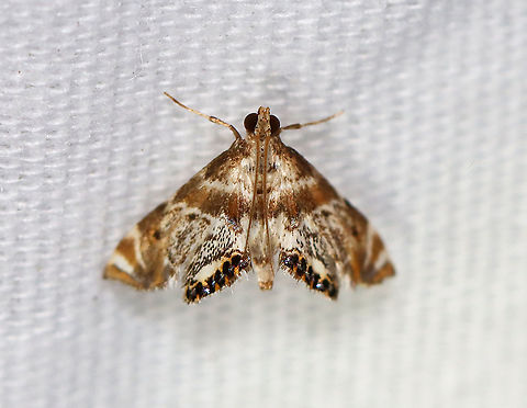 Feather-edged Petrophila Moth - Petrophila fulicalis TL: ~10 mm. Hosts: Diatoms and algae

Habitat: Attracted to a 395 nm LED light in a semi-rural area.

2020(d) Crambidae,Feather-edged Petrophila Moth,Geotagged,Moth Week 2020,Petrophila,Petrophila fulicalis,Summer,United States,moth
