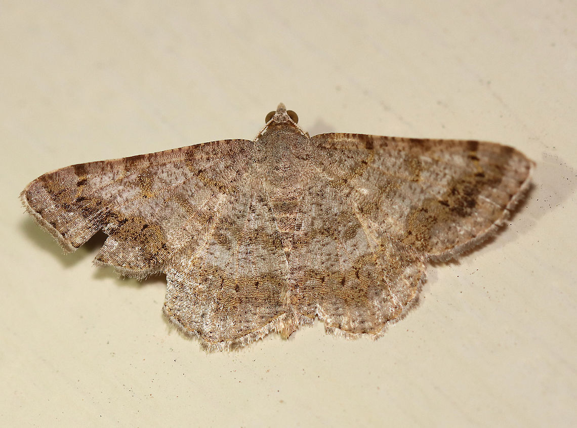 Faint-spotted Angle - Digrammia ocellinata WS: ~25 mm. Wings marked with brown bands, especially in the ST area. Host: Locust<br />
<br />
Habitat: Attracted to a 395 nm LED light in a rural area<br />
<br />
2020(178) Digrammia,Digrammia ocellinata,Faint-spotted angle,Geometridae,Geotagged,Moth Week 2020,Summer,United States,moth
