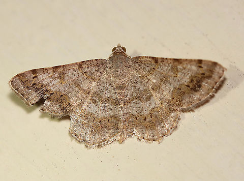 Faint-spotted Angle - Digrammia ocellinata WS: ~25 mm. Wings marked with brown bands, especially in the ST area. Host: Locust

Habitat: Attracted to a 395 nm LED light in a rural area

2020(178) Digrammia,Digrammia ocellinata,Faint-spotted angle,Geometridae,Geotagged,Moth Week 2020,Summer,United States,moth