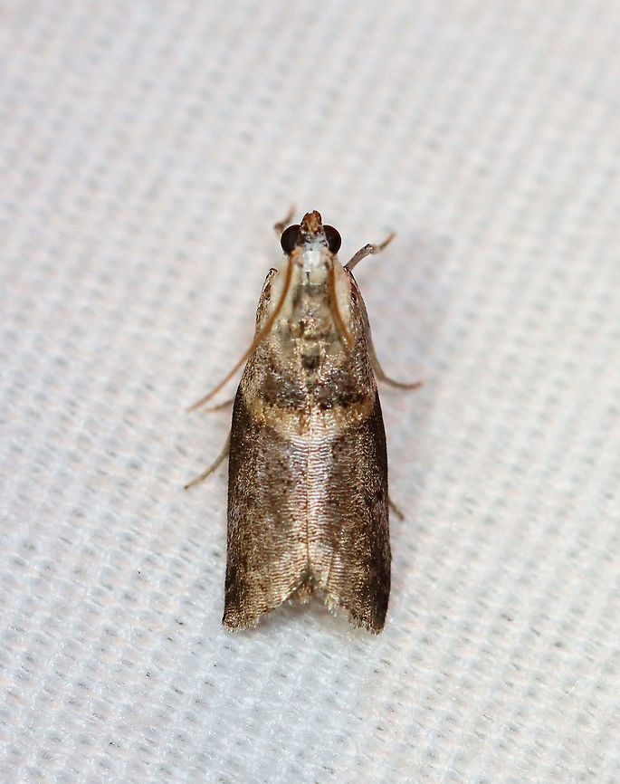 Mantled Acrobasis - Acrobasis palliolella TL: ~10 mm. Grayish brown FW with slanting median line. Head and thorax are white. Host: Hickory. Status: Common.<br />
<br />
Habitat: Attracted to a 395 nm LED light in a rural area<br />
<br />
2020(179) Acrobasis,Acrobasis palliolella,Geotagged,Mantled Acrobasis,Moth Week 2020,Pyralidae,Summer,United States,moth