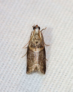 Mantled Acrobasis - Acrobasis palliolella TL: ~10 mm. Grayish brown FW with slanting median line. Head and thorax are white. Host: Hickory. Status: Common.

Habitat: Attracted to a 395 nm LED light in a rural area

2020(179) Acrobasis,Acrobasis palliolella,Geotagged,Mantled Acrobasis,Moth Week 2020,Pyralidae,Summer,United States,moth