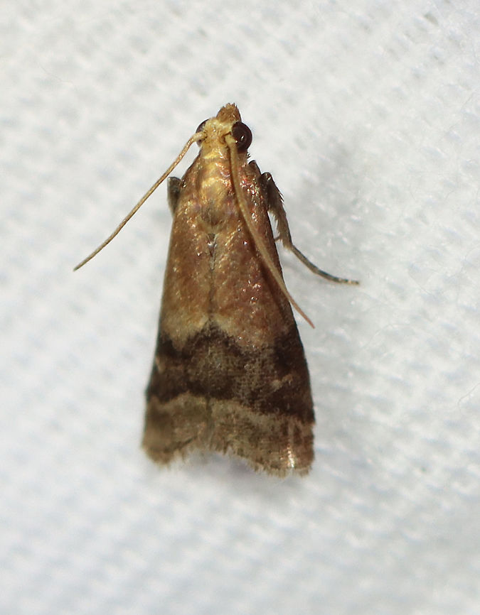 Broad-banded Eulogia - Eulogia ochrifrontella Habitat: Attracted to a 395 nm LED light in a rural area.<br />
<br />
2020(180) Broad-banded Eulogia,Eulogia,Eulogia ochrifrontella,Geotagged,Moth Week 2020,Pyralidae,Summer,United States,moth