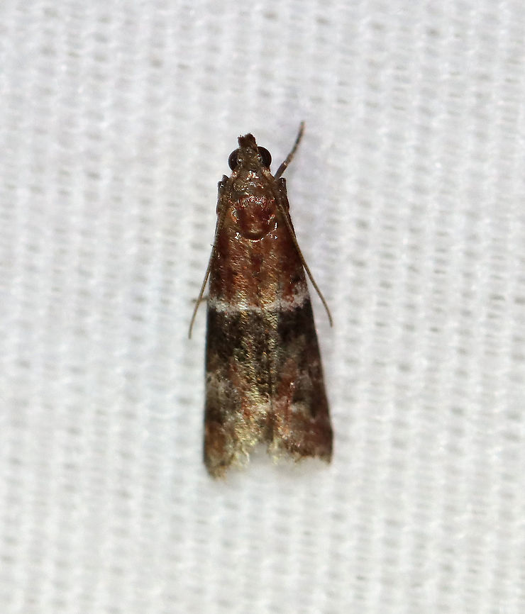 Darker Moodna Moth - Moodna ostrinella TL: ~8 mm. Red FW with blackish median band that was edged in silvery white. Hosts: Apples, birch, cotton, oak, pine, sumac...Status: Common<br />
<br />
Attracted to a 395 nm LED light in a semi-rural area.<br />
<br />
2020(d) Darker moodna moth,Geotagged,Moodna,Moodna ostrinella,Moth Week 2020,Pyralidae,Summer,United States,moth