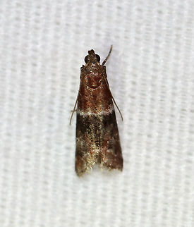 Darker Moodna Moth - Moodna ostrinella TL: ~8 mm. Red FW with blackish median band that was edged in silvery white. Hosts: Apples, birch, cotton, oak, pine, sumac...Status: Common

Attracted to a 395 nm LED light in a semi-rural area.

2020(d) Darker moodna moth,Geotagged,Moodna,Moodna ostrinella,Moth Week 2020,Pyralidae,Summer,United States,moth