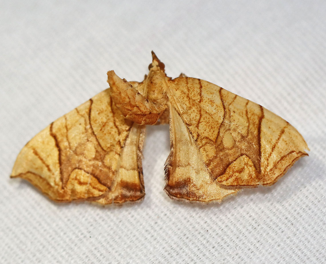 Lesser Grapevine Looper - Eulithis diversilineata WS: ~30 mm. Orange/yellow FW crossed by brown lines. Midpoint of PM is pointed. Hosts: Grape and Virginia creeper. Status: Common.<br />
<br />
Habitat: Attracted to a 395 nm LED light in a rural area<br />
<br />
2020(d) Eulithis,Eulithis diversilineata,Geometridae,Geotagged,Lesser grapevine looper,Moth Week 2020,Summer,United States,looper,moth