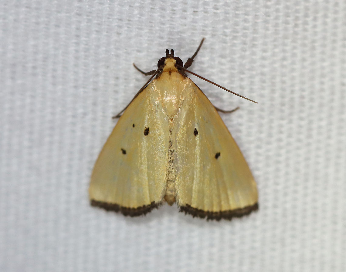 Black-bordered Lemon Moth - Marimatha nigrofimbria TL: 10 mm. It usually has lemon-yellow forewings, but this moth&#039;s wings were more tan than yellow. Forewings have tiny, black claviform and reniform dots. The terminal line is blackish with purplish gray fringe.<br />
<br />
Habitat: Attracted to a 395 nm LED light in a rural area.<br />
<br />
2020(d) Black-bordered Lemon Moth,Geotagged,Marimatha nigrofimbria,Moth Week 2020,Noctuidae,Summer,United States,marimatha,moth