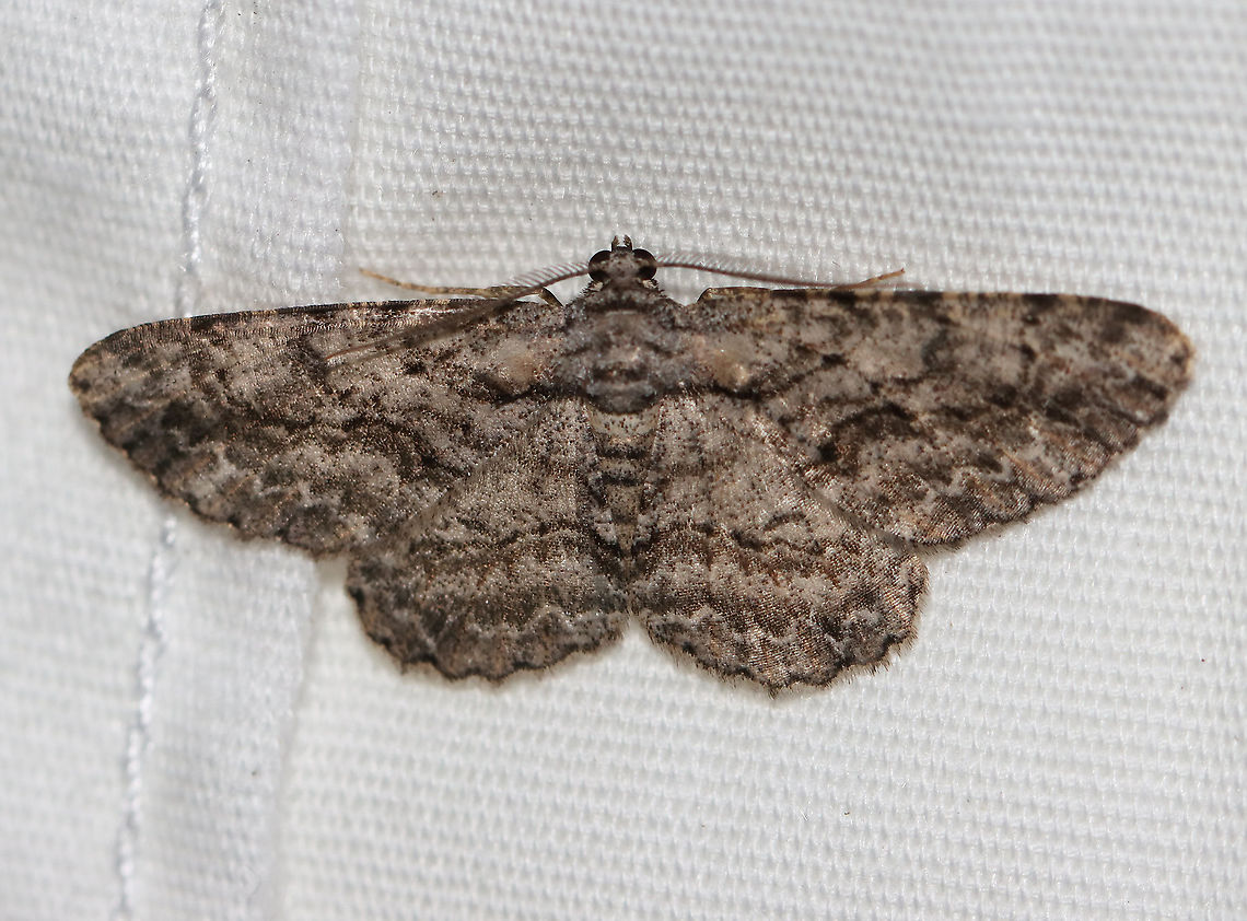 Common Gray - Anavitrinella pampinaria Gray moth with black mottling. The first abdominal segment has a pale whitish band that is bordered proximally by a black line - this black line extends onto the base of the hindwing and forewing, then curves forward, but usually breaks before reaching the costa. Postmedian line is wavy.<br />
<br />
Habitat: Attracted to a 395 nm LED light in a rural area<br />
<br />
2020(d) Anavitrinella,Anavitrinella pampinaria,Common gray,Geometridae,Geotagged,Moth Week 2020,Summer,United States,moth