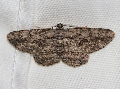 Common Gray - Anavitrinella pampinaria Gray moth with black mottling. The first abdominal segment has a pale whitish band that is bordered proximally by a black line - this black line extends onto the base of the hindwing and forewing, then curves forward, but usually breaks before reaching the costa. Postmedian line is wavy.

Habitat: Attracted to a 395 nm LED light in a rural area

2020(d) Anavitrinella,Anavitrinella pampinaria,Common gray,Geometridae,Geotagged,Moth Week 2020,Summer,United States,moth