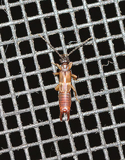 Lesser Earwig - Labia minor This earwig was tiny (~ 5mm). 

Habitat: Attracted to a light in a semi-rural area Dermaptera,Geotagged,Labia minor,Spongiphoridae,Summer,United States,earwig,lesser earwig,little earwig