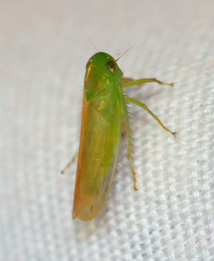 Leafhopper - Family Cicadellidae, Chlorotettix sp. Habitat: Attracted to a light in a semi-rural area Chlorotettix,Cicadellidae,Geotagged,Hemiptera,Summer,United States,hopper,leafhopper