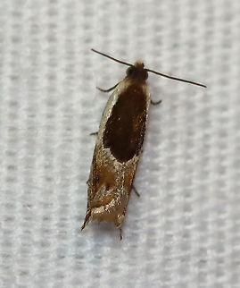Oak Leaffolder Moth - Ancylis burgessiana Habitat: Attracted to a 395 nm LED light in a rural area.

2020(181) Ancylis,Ancylis burgessiana,Geotagged,Moth Week 2020,Oak Leaffolder,Summer,Tortricidae,United States,leaffolder,moth
