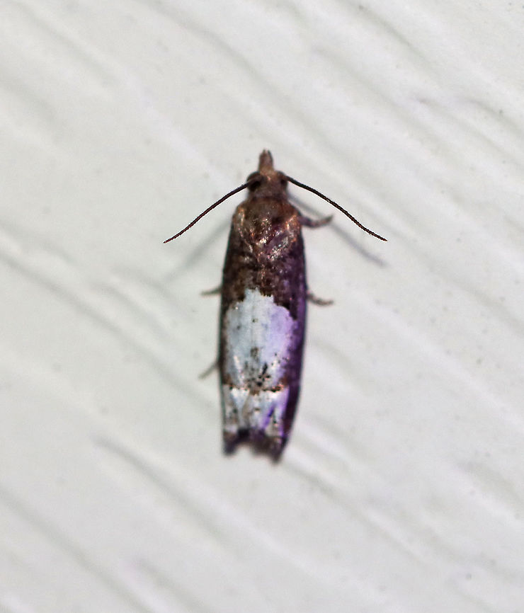 Aster Eucosma Moth - Eucosma parmatana TL: 8-10 mm. FW were brown with two large, dirty whitish splotches.<br />
<br />
Habitat: Attracted to a 395 nm LED light in a rural area<br />
<br />
2020(d) Aster Eucosma Moth,Eucosma,Eucosma parmatana,Geotagged,Moth Week 2020,Summer,Tortricidae,United States,moth