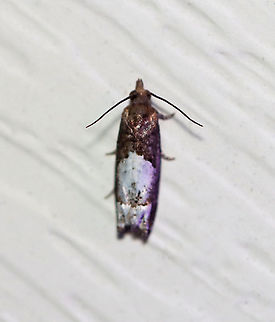 Aster Eucosma Moth - Eucosma parmatana TL: 8-10 mm. FW were brown with two large, dirty whitish splotches.

Habitat: Attracted to a 395 nm LED light in a rural area

2020(d) Aster Eucosma Moth,Eucosma,Eucosma parmatana,Geotagged,Moth Week 2020,Summer,Tortricidae,United States,moth