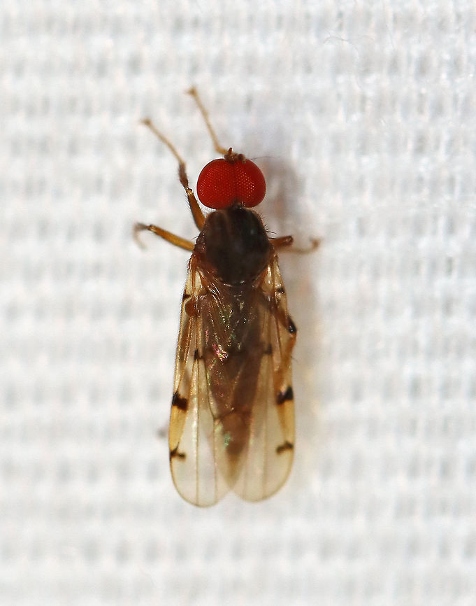 Hybotid Dance Fly - Syneches simplex TL: ~4 mm.<br />
<br />
Habitat: Attracted to a light in a semi-rural area Empidoidea,Geotagged,Hybotidae,Summer,Syneches,Syneches simplex,United States,dance fly,fly