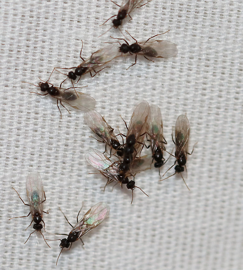 Swarming Alate Ants - Lasius americanus My moth sheet had several clusters of these alate (winged) ants. I assume they were on a nuptial flight -- looking to mate and begin new colonies.<br />
<br />
Habitat: Attracted to a light in a semi-rural area Geotagged,Hymenoptera,Lasius,Lasius alienus,Lasius americanus,Summer,United States,alate,ant,ant swarm,ants,nuptial flight