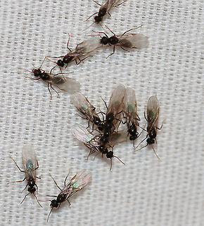 Swarming Alate Ants - Lasius americanus My moth sheet had several clusters of these alate (winged) ants. I assume they were on a nuptial flight -- looking to mate and begin new colonies.

Habitat: Attracted to a light in a semi-rural area Geotagged,Hymenoptera,Lasius,Lasius alienus,Lasius americanus,Summer,United States,alate,ant,ant swarm,ants,nuptial flight