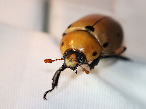 Grapevine Beetle - Pelidnota punctata This beetle was hanging out on top of my sheet, watching me take photos of moths.

Description: A large, golden-yellowish orange scarab beetle with peripheral spots on the pronotum and elytra.

Habitat: Attracted to a light in a semi-rural area. Geotagged,Grapevine beetle,Pelidnota punctata,Summer,United States,beetle,pelidnota