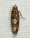 White Pine Cone Borer - Eucopina tocullionana Hosts: Larvae feed on second-year cones of Eastern White Pine (Pinus strobus)<br />
<br />
Habitat: Attracted to a 395 nm LED light in a rural area<br />
<br />
2020(182)<br />
https://www.jungledragon.com/image/99116/white_pine_cone_borer_-_eucopina_tocullionana.html Eucopina,Eucopina tocullionana,Geotagged,Moth Week 2020,Summer,Tortricidae,United States,White Pine Cone Borer,moth