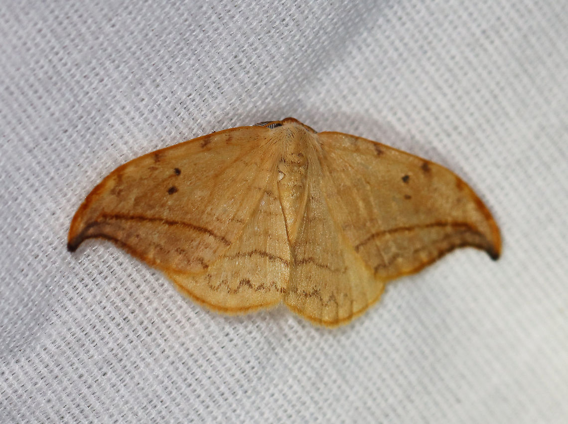 Arched Hooktip - Drepana arcuata WS: ~ 40 mm. Rusty-edged subterminal line on hooked forewing curves toward the apex. Reniform spot has two dots.<br />
<br />
Habitat: Attracted to a 395 nm LED light in a semi-rural area.<br />
<br />
2020(d) Arched hooktip,Drepana,Drepana arcuata,Drepanidae,Geotagged,Moth Week 2020,Summer,United States,moth