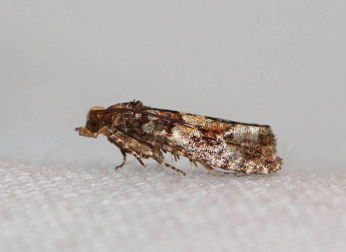 White Pine Cone Borer - Eucopina tocullionana Hosts: Larvae feed on second-year cones of Eastern White Pine (Pinus strobus)<br />
<br />
Habitat: Attracted to a 395 nm LED light in a rural area<br />
<br />
2020(182)<br />
<figure class="photo"><a href="https://www.jungledragon.com/image/99114/white_pine_cone_borer_-_eucopina_tocullionana.html" title="White Pine Cone Borer - Eucopina tocullionana"><img src="https://s3.amazonaws.com/media.jungledragon.com/images/3232/99114_thumb.jpg?AWSAccessKeyId=05GMT0V3GWVNE7GGM1R2&Expires=1769040010&Signature=LfzNWic2UMpI%2BuHxS4jwZtDTHEM%3D" width="122" height="152" alt="White Pine Cone Borer - Eucopina tocullionana Hosts: Larvae feed on second-year cones of Eastern White Pine (Pinus strobus)<br />
<br />
Habitat: Attracted to a 395 nm LED light in a rural area<br />
<br />
2020(182)<br />
https://www.jungledragon.com/image/99116/white_pine_cone_borer_-_eucopina_tocullionana.html Eucopina,Eucopina tocullionana,Geotagged,Moth Week 2020,Summer,Tortricidae,United States,White Pine Cone Borer,moth" /></a></figure> Eucopina tocullionana,Geotagged,Moth Week 2020,Summer,United States,White Pine Cone Borer,moth