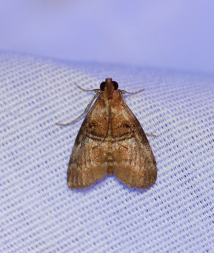 Maple Webworm - Pococera asperatella TL: ~12 mm. Brown FW with wide, white median band. Black AM and PM lines are double. Host: Maple<br />
<br />
Habitat: Attracted to a 395 nm light in a semi-rural area<br />
<br />
2020(d) Geotagged,Maple Webworm Moth,Moth,Moth Week 2020,Pococera asperatella,Summer,United States