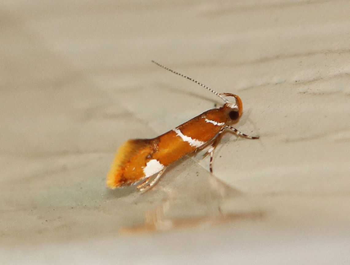 Suzuki's Promalactis Moth - Promalactis suzukiella TL: ~3 mm. Reddish brown moth with white stripes outlined in black. Each forewing had a white spot, also outlined in black. Flared wings.<br />
<br />
Habitat: Attracted to a 395 nm LED light in a semi-rural area.<br />
<br />
2020(d)<br />
 Geotagged,Moth Week 2020,Promalactis suzukiella,Summer,Suzuki's promolactis moth,United States,moth