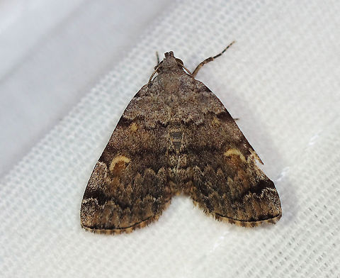 American Idia - Idia americalis TL: ~12 mm. Pale gray FW with jagged black lines that are bold at the costa. Orbicular and reniform spots are rusty brown. Warm shading is present beyond the ST line. Hosts: Lichen

Habitat: Attracted to a 395 nm LED light in a rural area

2020(183) American idia,Geotagged,Idia,Idia americalis,Moth Week 2020,Summer,United States,moth