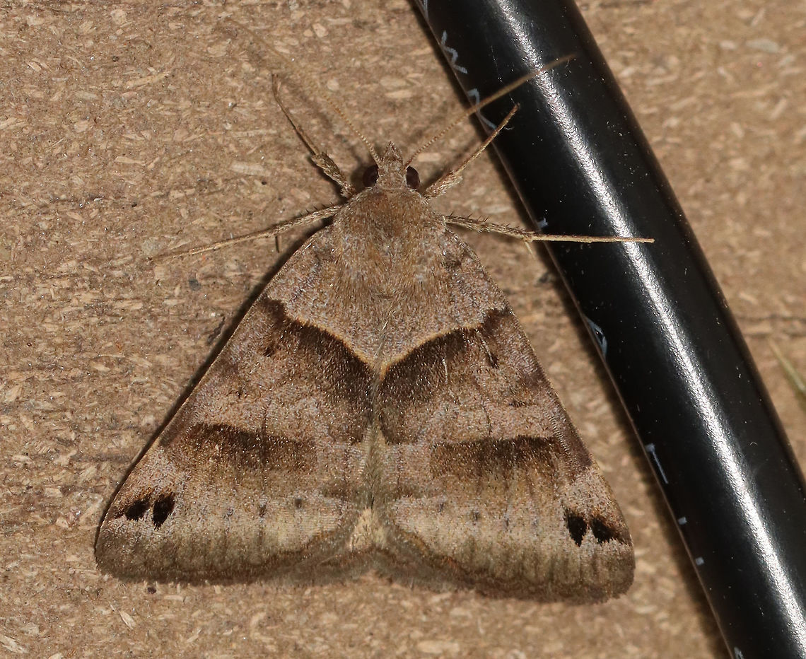 Clover Looper Moth - Caenurgina crassiuscula TL: ~20 mm. Forewings are variably brown with AM and PM lines that converge at the inner margin.<br />
<br />
Habitat: Attracted to a 395 nm LED light in a semi-rural area.<br />
<br />
2020(d) Caenurgina crassiuscula,Clover Looper,Geotagged,Moth Week 2020,Summer,United States,moth