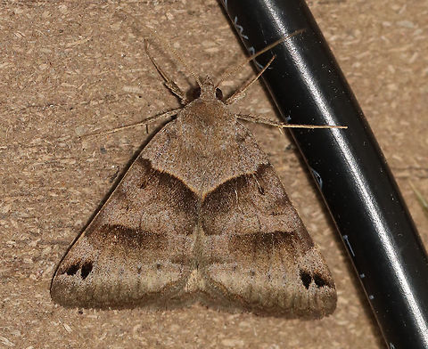 Clover Looper Moth - Caenurgina crassiuscula TL: ~20 mm. Forewings are variably brown with AM and PM lines that converge at the inner margin.

Habitat: Attracted to a 395 nm LED light in a semi-rural area.

2020(d) Caenurgina crassiuscula,Clover Looper,Geotagged,Moth Week 2020,Summer,United States,moth