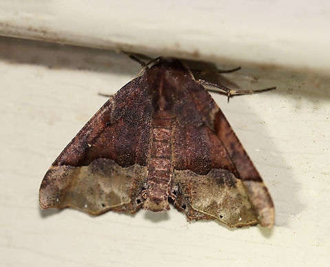 Honest Pero - Pero honestaria Habitat: Attracted to a 395 nm LED light in a semi-rural area

2020(184) Geotagged,Moth Week 2020,Pero,Pero honestaria,Summer,United States,moth