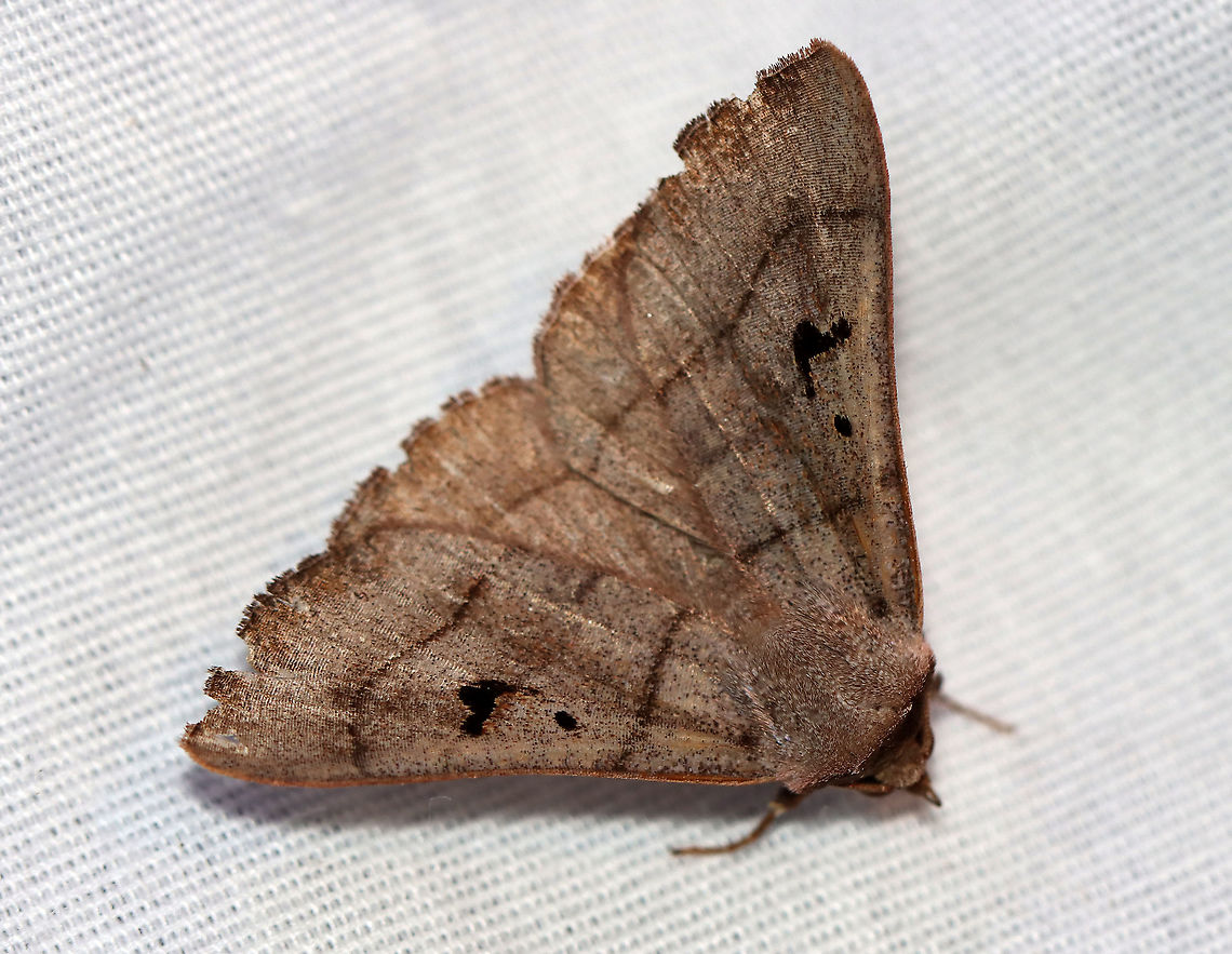 Brown Panopoda - Panopoda carneicosta WS: ~40 mm. FW brown, with a tint of violet gray. Thin brown AM, median, and PM lines; black orbicular dot and L-shaped reniform spot. Host: Hickory<br />
<br />
Habitat: Attracted to a 395 nm light in a semi-rural area<br />
<br />
2020(d) Brown Panopoda,Erebidae,Geotagged,Moth Week 2020,Panopoda,Panopoda carneicosta,Summer,United States,moth