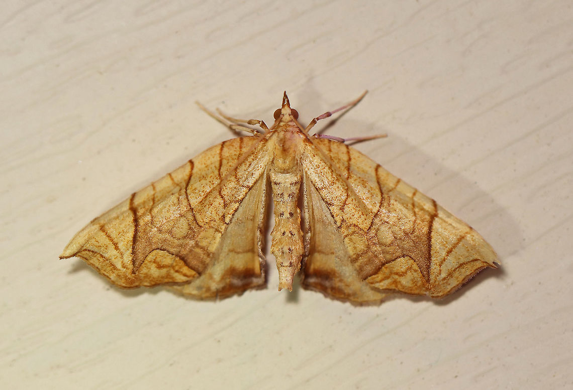 Lesser Grapevine Looper - Eulithis diversilineata WS: ~30 mm. Orange/yellow FW crossed by brown lines. Midpoint of PM is pointed. Hosts: Grape and Virginia creeper. Status: Common.<br />
<br />
Habitat: Attracted to a 395 nm LED light in a rural area<br />
<br />
2020(d) Eulithis diversilineata,Geotagged,Lesser grapevine looper,Moth Week 2020,Summer,United States,moth