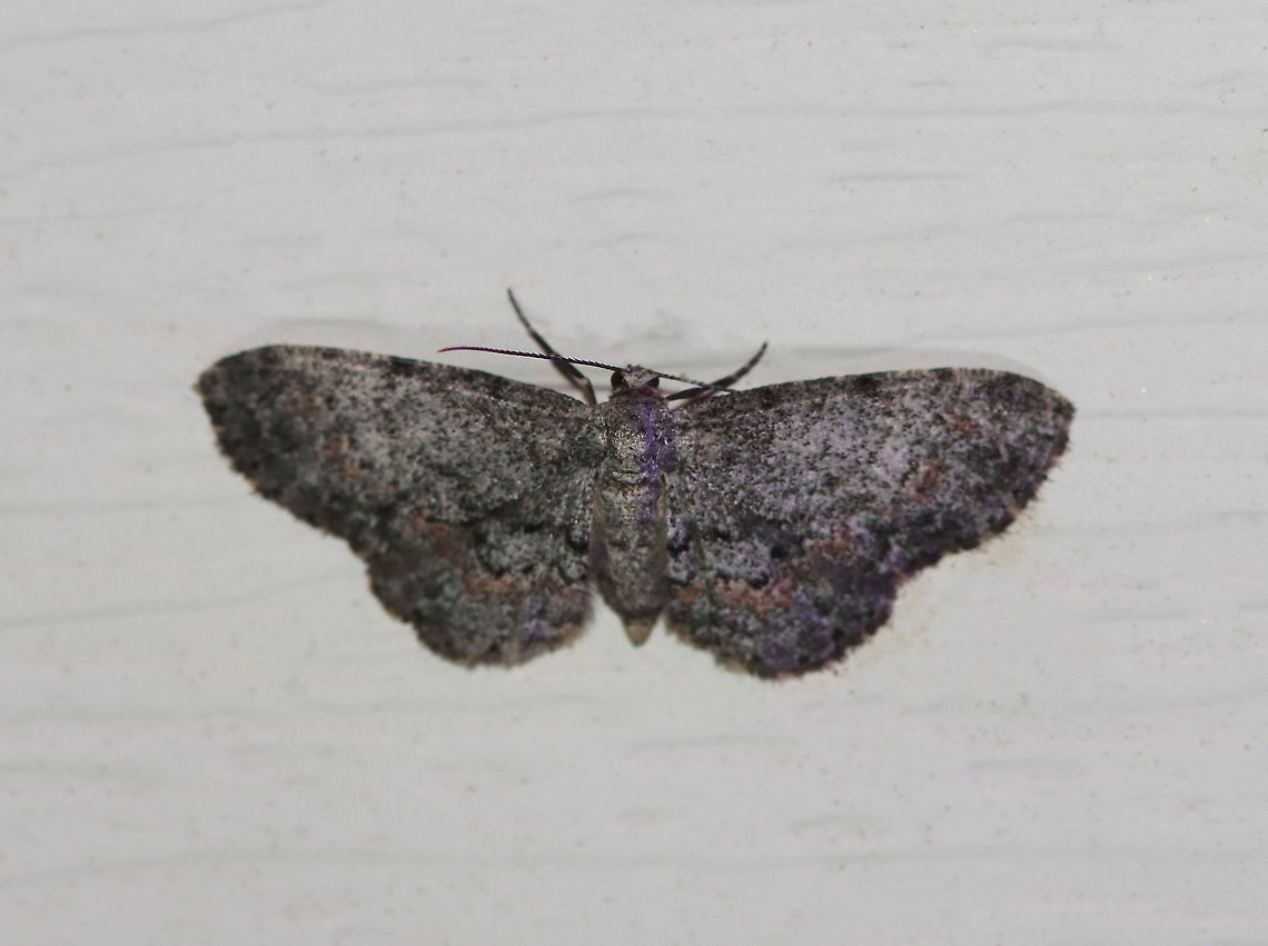 Texas Gray Moth - Glenoides texanaria Habitat: Attracted to a 395 nm LED light in a semi-rural area<br />
<br />
2020(d) Geotagged,Glenoides texanaria,Moth Week 2020,Summer,Texas Gray Moth,United States,moth