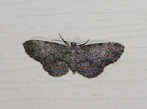 Texas Gray Moth - Glenoides texanaria Habitat: Attracted to a 395 nm LED light in a semi-rural area

2020(d) Geotagged,Glenoides texanaria,Moth Week 2020,Summer,Texas Gray Moth,United States,moth