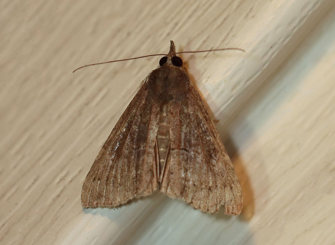 Green Cloverworm Moth - Hypena scabra Habitat: Attracted to a 395 nm LED light at night in a semi-rural area.<br />
<br />
2020(d) Geotagged,Green Cloverworm,Hypena,Hypena scabra,Moth Week 2020,Summer,United States,moth
