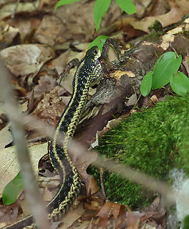Garter Snake Snacking on Toad - Photo 1 While I was hiking this morning, I spotted this snake with 75% of a toad hanging out of its mouth. The snake was nice enough to let me watch it eat its snack.

Habitat: Pondside; Mixed forest
https://vimeo.com/443468000

https://www.jungledragon.com/image/99202/garter_snake_snacking_on_toad_-_photo_2.html
https://www.jungledragon.com/image/99203/garter_snake_snacking_on_toad_-_photo_3.html
https://www.jungledragon.com/image/99204/garter_snake_snacking_on_toad_-_photo_4.html
https://www.jungledragon.com/image/99205/garter_snake_snacking_on_toad_-_photo_5.html
 Common Garter Snake,Geotagged,Summer,Thamnophis,Thamnophis sirtalis,United States,garter snake,snake,toad