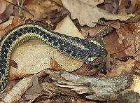Garter Snake Snacking on Toad - Photo 2 While I was hiking this morning, I spotted this snake with 75% of a toad hanging out of its mouth. The snake was nice enough to let me watch it eat its snack.<br />
<br />
Habitat: Pondside; Mixed forest<br />
<br />
https://vimeo.com/443468000<br />
<br />
https://www.jungledragon.com/image/99201/garter_snake_snacking_on_toad_-_photo_1.html<br />
https://www.jungledragon.com/image/99203/garter_snake_snacking_on_toad_-_photo_3.html<br />
https://www.jungledragon.com/image/99204/garter_snake_snacking_on_toad_-_photo_4.html<br />
https://www.jungledragon.com/image/99205/garter_snake_snacking_on_toad_-_photo_5.html Common Garter Snake,Geotagged,Summer,Thamnophis sirtalis,United States