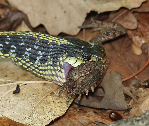 Garter Snake Snacking on Toad - Photo 3 While I was hiking this morning, I spotted this snake with 75% of a toad hanging out of its mouth. The snake was nice enough to let me watch it eat its snack. 

Habitat: Pondside; Mixed forest


https://vimeo.com/443468000

https://www.jungledragon.com/image/99201/garter_snake_snacking_on_toad_-_photo_1.html
https://www.jungledragon.com/image/99202/garter_snake_snacking_on_toad_-_photo_2.html
https://www.jungledragon.com/image/99204/garter_snake_snacking_on_toad_-_photo_4.html
https://www.jungledragon.com/image/99205/garter_snake_snacking_on_toad_-_photo_5.html Common Garter Snake,Geotagged,Summer,Thamnophis sirtalis,United States