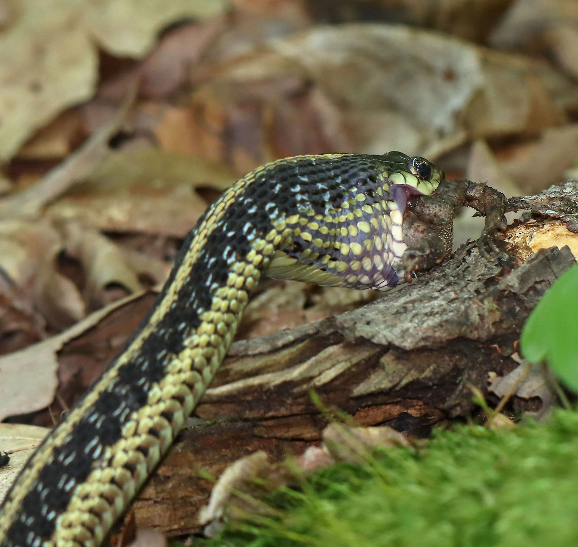 Garter Snake Snacking on Toad - Photo 4 While I was hiking this morning, I spotted this snake with 75% of a toad hanging out of its mouth. The snake was nice enough to let me watch it eat its snack.<br />
<br />
Habitat: Pondside; Mixed forest<br />
<br />
<section class="video"><iframe width="448" height="252" src="https://player.vimeo.com/video/443468000?title=0&byline=0&portrait=0" frameborder="0"></iframe></section><br />
<br />
<figure class="photo"><a href="https://www.jungledragon.com/image/99201/garter_snake_snacking_on_toad_-_photo_1.html" title="Garter Snake Snacking on Toad - Photo 1"><img src="https://s3.amazonaws.com/media.jungledragon.com/images/3232/99201_thumb.jpg?AWSAccessKeyId=05GMT0V3GWVNE7GGM1R2&Expires=1759968010&Signature=Pce1Rn1UZUnnT0%2Bq4pFTxY8nbMY%3D" width="126" height="152" alt="Garter Snake Snacking on Toad - Photo 1 While I was hiking this morning, I spotted this snake with 75% of a toad hanging out of its mouth. The snake was nice enough to let me watch it eat its snack.<br />
<br />
Habitat: Pondside; Mixed forest<br />
https://vimeo.com/443468000<br />
<br />
https://www.jungledragon.com/image/99202/garter_snake_snacking_on_toad_-_photo_2.html<br />
https://www.jungledragon.com/image/99203/garter_snake_snacking_on_toad_-_photo_3.html<br />
https://www.jungledragon.com/image/99204/garter_snake_snacking_on_toad_-_photo_4.html<br />
https://www.jungledragon.com/image/99205/garter_snake_snacking_on_toad_-_photo_5.html<br />
 Common Garter Snake,Geotagged,Summer,Thamnophis,Thamnophis sirtalis,United States,garter snake,snake,toad" /></a></figure><br />
<figure class="photo"><a href="https://www.jungledragon.com/image/99202/garter_snake_snacking_on_toad_-_photo_2.html" title="Garter Snake Snacking on Toad - Photo 2"><img src="https://s3.amazonaws.com/media.jungledragon.com/images/3232/99202_thumb.jpg?AWSAccessKeyId=05GMT0V3GWVNE7GGM1R2&Expires=1759968010&Signature=9OTHX%2B05U2XtFMe7L08iYxOwnwo%3D" width="200" height="148" alt="Garter Snake Snacking on Toad - Photo 2 While I was hiking this morning, I spotted this snake with 75% of a toad hanging out of its mouth. The snake was nice enough to let me watch it eat its snack.<br />
<br />
Habitat: Pondside; Mixed forest<br />
<br />
https://vimeo.com/443468000<br />
<br />
https://www.jungledragon.com/image/99201/garter_snake_snacking_on_toad_-_photo_1.html<br />
https://www.jungledragon.com/image/99203/garter_snake_snacking_on_toad_-_photo_3.html<br />
https://www.jungledragon.com/image/99204/garter_snake_snacking_on_toad_-_photo_4.html<br />
https://www.jungledragon.com/image/99205/garter_snake_snacking_on_toad_-_photo_5.html Common Garter Snake,Geotagged,Summer,Thamnophis sirtalis,United States" /></a></figure><br />
<figure class="photo"><a href="https://www.jungledragon.com/image/99203/garter_snake_snacking_on_toad_-_photo_3.html" title="Garter Snake Snacking on Toad - Photo 3"><img src="https://s3.amazonaws.com/media.jungledragon.com/images/3232/99203_thumb.jpg?AWSAccessKeyId=05GMT0V3GWVNE7GGM1R2&Expires=1759968010&Signature=gGy7EkNvaJDfRCTm3okXJQ8YvKs%3D" width="200" height="170" alt="Garter Snake Snacking on Toad - Photo 3 While I was hiking this morning, I spotted this snake with 75% of a toad hanging out of its mouth. The snake was nice enough to let me watch it eat its snack. <br />
<br />
Habitat: Pondside; Mixed forest<br />
<br />
<br />
https://vimeo.com/443468000<br />
<br />
https://www.jungledragon.com/image/99201/garter_snake_snacking_on_toad_-_photo_1.html<br />
https://www.jungledragon.com/image/99202/garter_snake_snacking_on_toad_-_photo_2.html<br />
https://www.jungledragon.com/image/99204/garter_snake_snacking_on_toad_-_photo_4.html<br />
https://www.jungledragon.com/image/99205/garter_snake_snacking_on_toad_-_photo_5.html Common Garter Snake,Geotagged,Summer,Thamnophis sirtalis,United States" /></a></figure><br />
<figure class="photo"><a href="https://www.jungledragon.com/image/99205/garter_snake_snacking_on_toad_-_photo_5.html" title="Garter Snake Snacking on Toad - Photo 5"><img src="https://s3.amazonaws.com/media.jungledragon.com/images/3232/99205_thumb.jpg?AWSAccessKeyId=05GMT0V3GWVNE7GGM1R2&Expires=1759968010&Signature=5cetcYpGDwcHDMQGhS3MIn5%2BPYE%3D" width="200" height="182" alt="Garter Snake Snacking on Toad - Photo 5 While I was hiking this morning, I spotted this snake with 75% of a toad hanging out of its mouth. The snake was nice enough to let me watch it eat its snack.<br />
<br />
Habitat: Pondside; Mixed forest<br />
https://vimeo.com/443468000<br />
<br />
https://www.jungledragon.com/image/99201/garter_snake_snacking_on_toad_-_photo_1.html<br />
https://www.jungledragon.com/image/99202/garter_snake_snacking_on_toad_-_photo_2.html<br />
https://www.jungledragon.com/image/99203/garter_snake_snacking_on_toad_-_photo_3.html<br />
https://www.jungledragon.com/image/99204/garter_snake_snacking_on_toad_-_photo_4.html Common Garter Snake,Geotagged,Summer,Thamnophis sirtalis,United States" /></a></figure> Common Garter Snake,Geotagged,Summer,Thamnophis sirtalis,United States