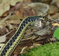 Garter Snake Snacking on Toad - Photo 4 While I was hiking this morning, I spotted this snake with 75% of a toad hanging out of its mouth. The snake was nice enough to let me watch it eat its snack.<br />
<br />
Habitat: Pondside; Mixed forest<br />
<br />
https://vimeo.com/443468000<br />
<br />
https://www.jungledragon.com/image/99201/garter_snake_snacking_on_toad_-_photo_1.html<br />
https://www.jungledragon.com/image/99202/garter_snake_snacking_on_toad_-_photo_2.html<br />
https://www.jungledragon.com/image/99203/garter_snake_snacking_on_toad_-_photo_3.html<br />
https://www.jungledragon.com/image/99205/garter_snake_snacking_on_toad_-_photo_5.html Common Garter Snake,Geotagged,Summer,Thamnophis sirtalis,United States