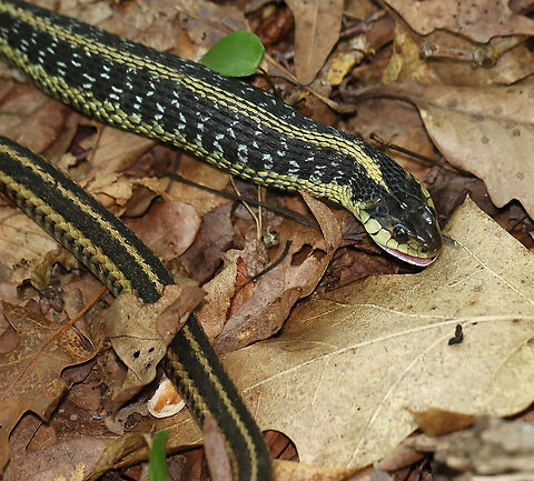 Garter Snake Snacking on Toad - Photo 5 While I was hiking this morning, I spotted this snake with 75% of a toad hanging out of its mouth. The snake was nice enough to let me watch it eat its snack.

Habitat: Pondside; Mixed forest
https://vimeo.com/443468000

https://www.jungledragon.com/image/99201/garter_snake_snacking_on_toad_-_photo_1.html
https://www.jungledragon.com/image/99202/garter_snake_snacking_on_toad_-_photo_2.html
https://www.jungledragon.com/image/99203/garter_snake_snacking_on_toad_-_photo_3.html
https://www.jungledragon.com/image/99204/garter_snake_snacking_on_toad_-_photo_4.html Common Garter Snake,Geotagged,Summer,Thamnophis sirtalis,United States