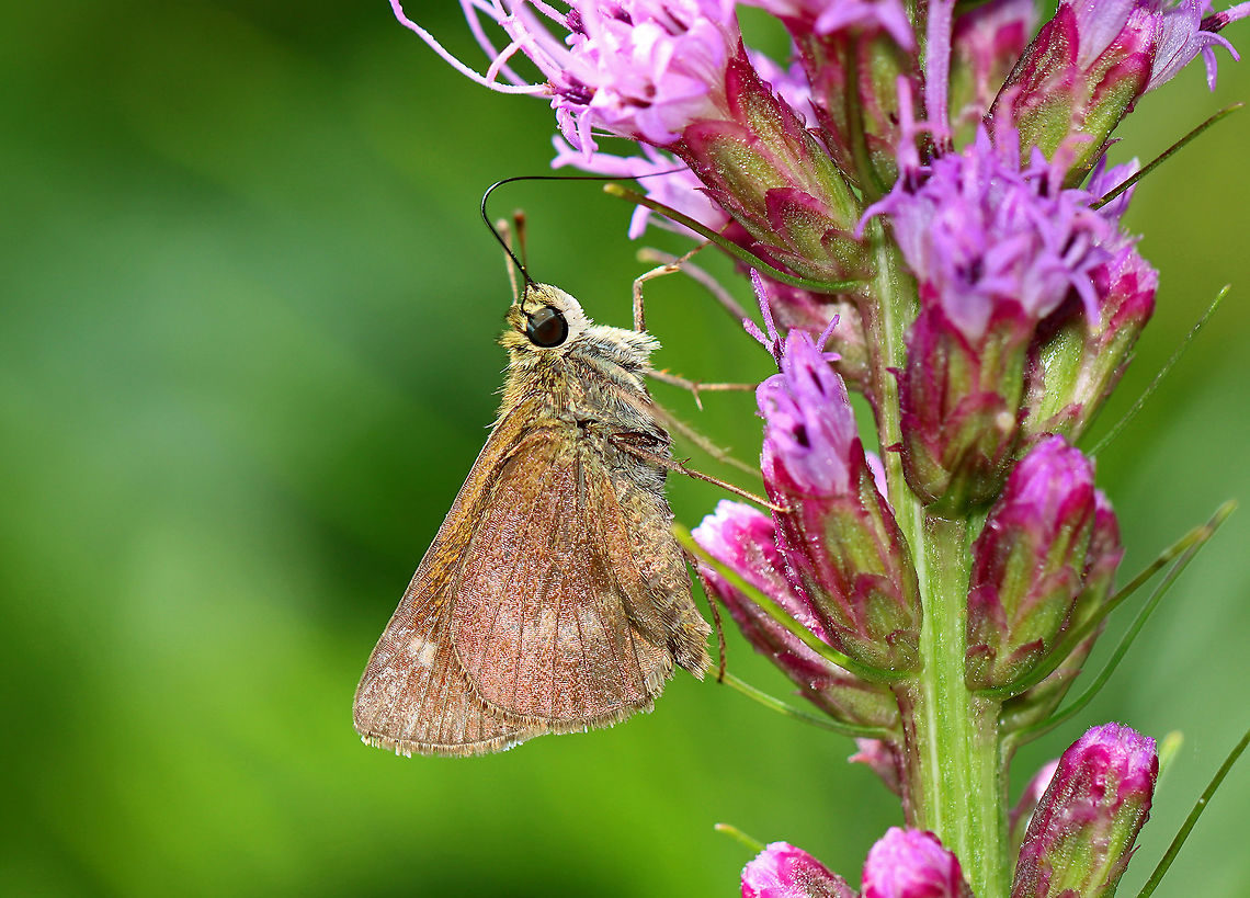 Northern Broken Dash - Wallengrenia egeremet Habitat: Rural garden Geotagged,Hesperiidae,Northern broken dash,Summer,United States,Wallengrenia,Wallengrenia egeremet,butterfly,skipper
