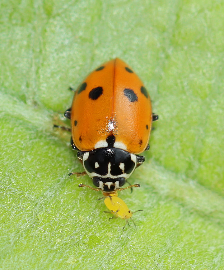 Variegated Ladybug - Hippodamia variegata Snacking on an aphid...<br />
<br />
Habitat: Milkweed in a meadow Adonis ladybird,Geotagged,Hippodamia,Hippodamia variegata,Summer,United States,beetle,ladybug,variegated ladybug