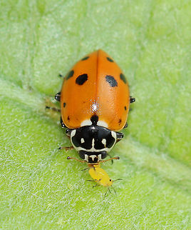 Variegated Ladybug - Hippodamia variegata Snacking on an aphid...

Habitat: Milkweed in a meadow Adonis ladybird,Geotagged,Hippodamia,Hippodamia variegata,Summer,United States,beetle,ladybug,variegated ladybug